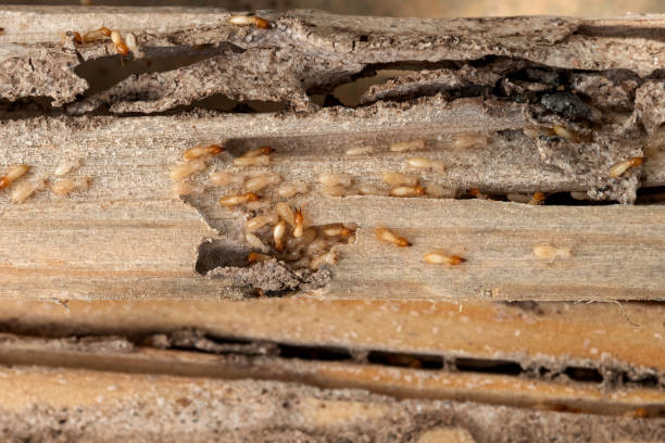 Reliable Athens, PA Pest Control Solutions